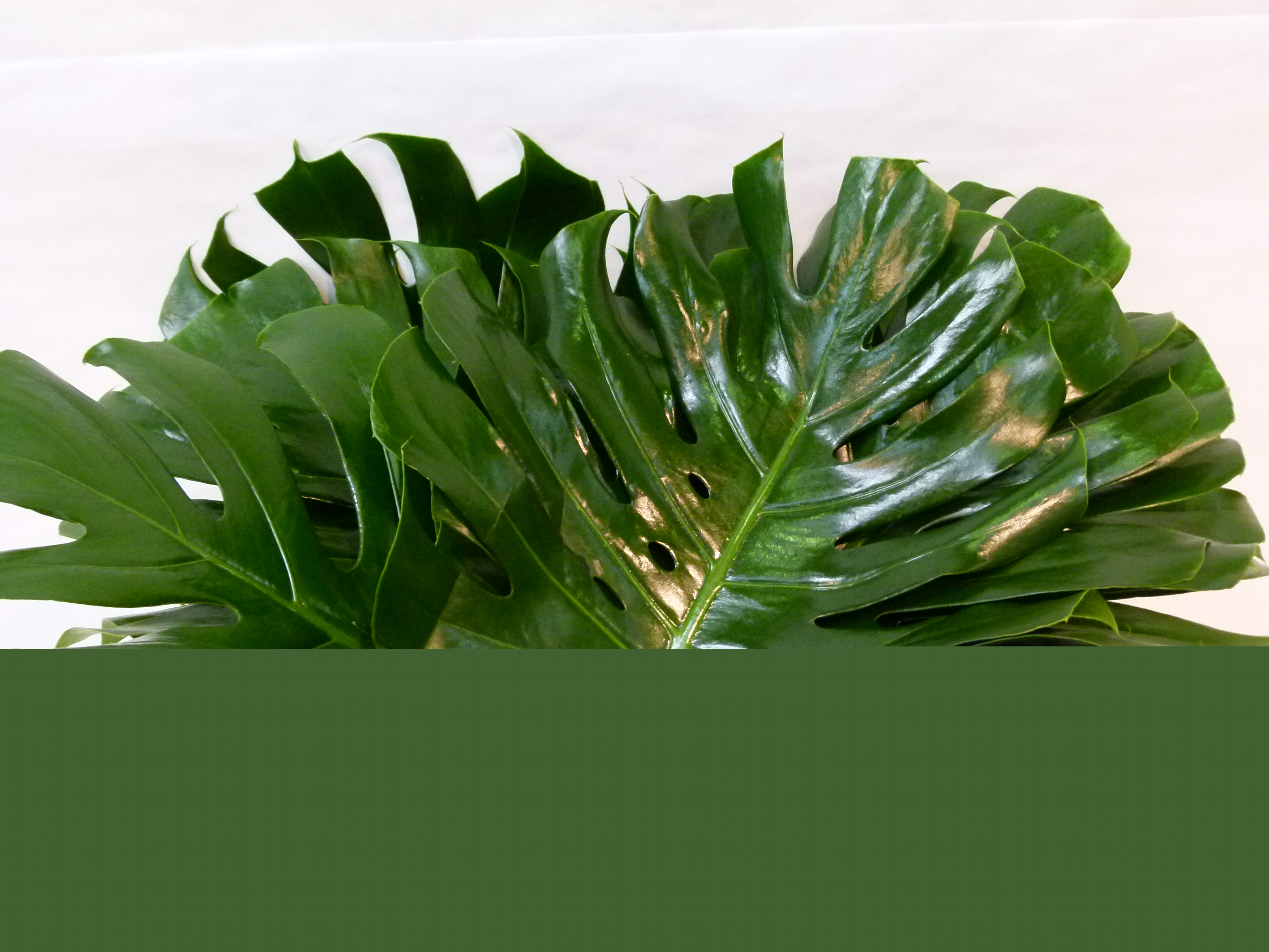FEUIL. MONSTERA